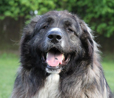 Owtscharka Rüde Caesar