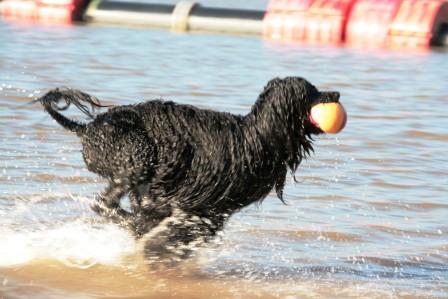 Portugiesischer Wasserhund
