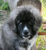 Hund Cäsar 3 Monate