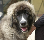 Hund Cäsar 4 Monate