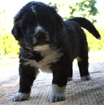 Hund Cäsar 4 Wochen