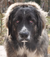 Hund 9 Monate Hund 9 Monate