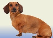 Urlaub mit Hund Urlaub mit Hund