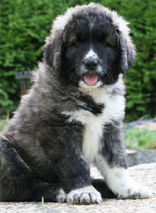 Hunde - ich bin Cäsar Hunde - ich bin Cäsar