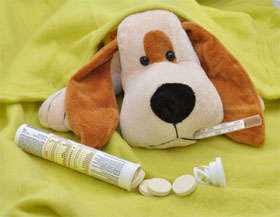 Hunde Krankheiten