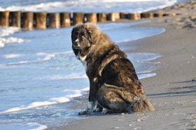 Urlaub mit Hund