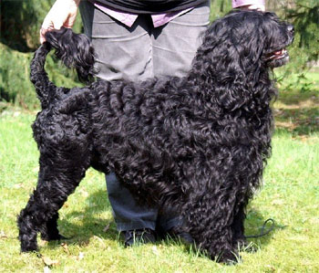 Wasserhund Obama